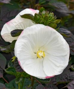 Hibiscus moscheutos - Hibiskus bylinowy Summerific Cookies and Cream