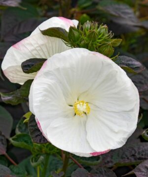 Hibiscus moscheutos - Hibiskus bylinowy Summerific Cookies and Cream