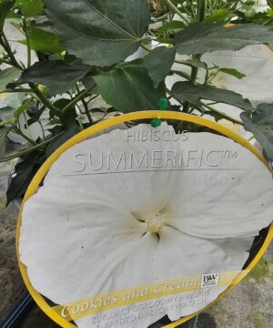 Alternative view of Hibiscus moscheutos - Hibiskus bylinowy Summerific Cookies and Cream