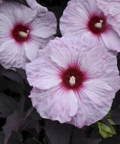 Hibiscus moscheutos - Hibiskus bylinowy Summerific Dark Mystery