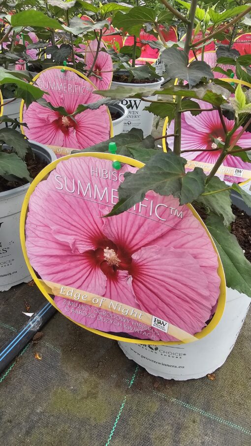 Hibiscus moscheutos - Hibiskus bylinowy Summerific Edge of Night - obrazek 2