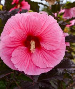 Hibiscus moscheutos - Hibiskus bylinowy Summerific Edge of Night