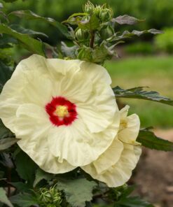 Hibiscus moscheutos - Hibiskus bylinowy Summerific French Vanilla