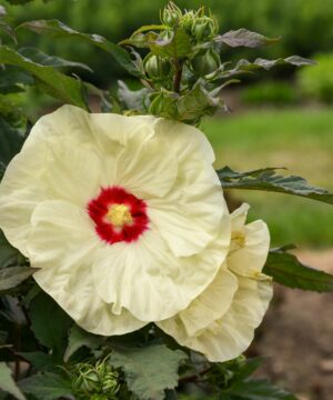 Hibiscus moscheutos - Hibiskus bylinowy Summerific French Vanilla
