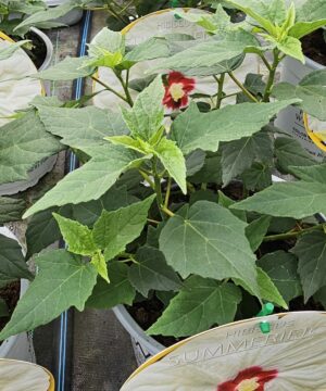 Alternative view of Hibiscus moscheutos - Hibiskus bylinowy Summerific French Vanilla