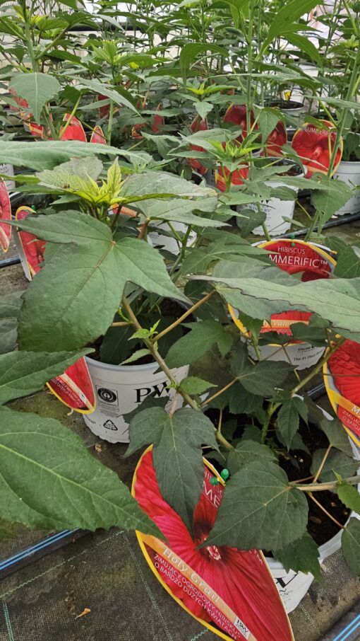 Hibiscus moscheutos - Hibiskus bylinowy Summerific Holy Grail - obrazek 2