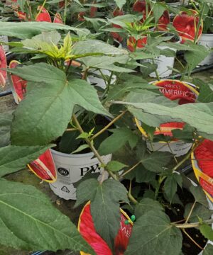 Alternative view of Hibiscus moscheutos - Hibiskus bylinowy Summerific Holy Grail