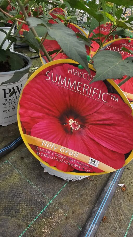 Hibiscus moscheutos - Hibiskus bylinowy Summerific Holy Grail - obrazek 3