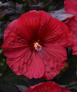 Hibiscus moscheutos - Hibiskus bylinowy Summerific Holy Grail