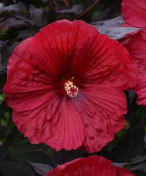 Hibiscus moscheutos - Hibiskus bylinowy Summerific Holy Grail