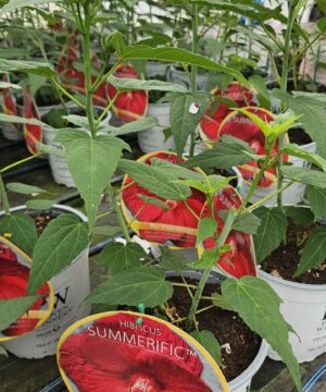 Alternative view of Hibiscus moscheutos - Hibiskus bylinowy Summerific My Valentine