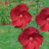 Hibiscus moscheutos - Hibiskus bylinowy Summerific My Valentine