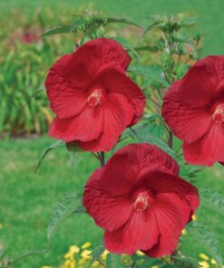Hibiscus moscheutos - Hibiskus bylinowy Summerific My Valentine