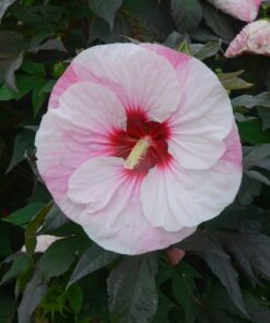 Hibiscus moscheutos - Hibiskus bylinowy Summerific Perfect Storm