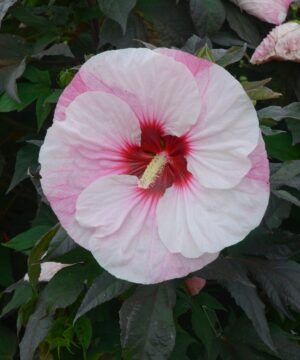 Hibiscus moscheutos - Hibiskus bylinowy Summerific Perfect Storm
