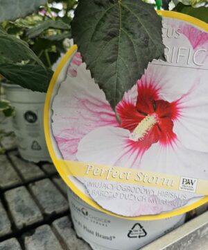 Alternative view of Hibiscus moscheutos - Hibiskus bylinowy Summerific Perfect Storm