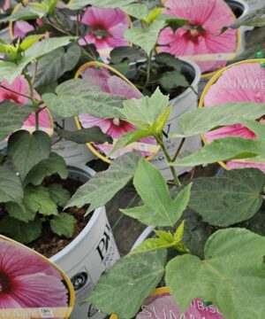 Alternative view of Hibiscus moscheutos - Hibiskus bylinowy Summerific Starry Starry Night