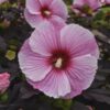Hibiscus moscheutos - Hibiskus bylinowy Summerific Starry Starry Night