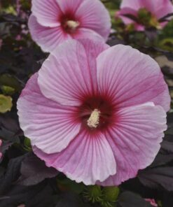 Hibiscus moscheutos - Hibiskus bylinowy Summerific Starry Starry Night
