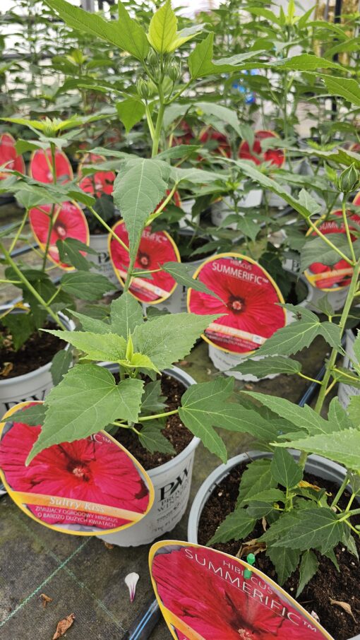 Hibiscus moscheutos - Hibiskus bylinowy Summerific Sultry Kiss - obrazek 2