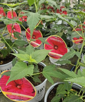 Alternative view of Hibiscus moscheutos - Hibiskus bylinowy Summerific Sultry Kiss