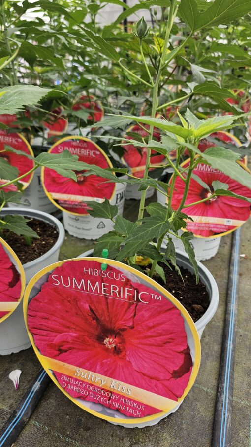 Hibiscus moscheutos - Hibiskus bylinowy Summerific Sultry Kiss - obrazek 3
