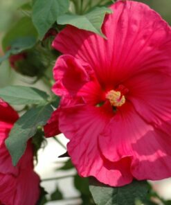 Hibiscus moscheutos - Hibiskus bylinowy Summerific Sultry Kiss