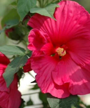 Hibiscus moscheutos - Hibiskus bylinowy Summerific Sultry Kiss