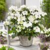 Hydrangea hybrid - Hortensja hybrydowa Runaway Bride - Uciekająca Panna Młoda