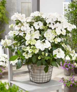 Hydrangea hybrid - Hortensja hybrydowa Runaway Bride - Uciekająca Panna Młoda