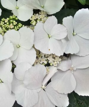 Alternative view of Hydrangea hybrid - Hortensja hybrydowa Runaway Bride - Uciekająca Panna Młoda