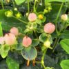 Hypericum inodorum - Dziurawiec bezwonny Blossom
