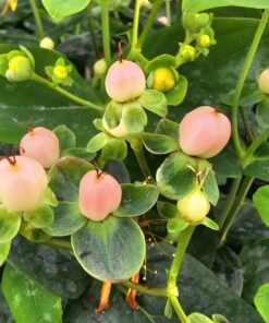 Hypericum inodorum - Dziurawiec bezwonny Blossom