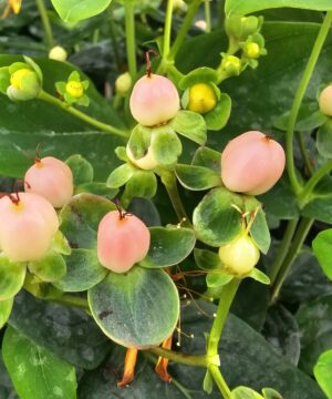 Hypericum inodorum - Dziurawiec bezwonny Blossom