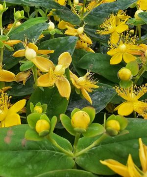 Alternative view of Hypericum inodorum - Dziurawiec bezwonny Blossom