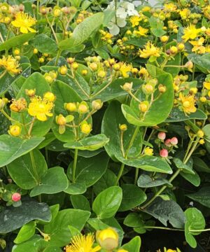 Alternative view of Hypericum inodorum - Dziurawiec bezwonny Miracle Attraction