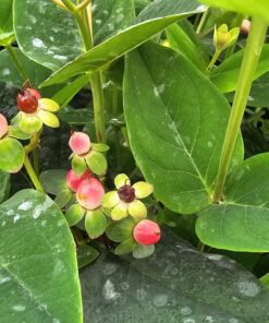 Hypericum inodorum - Dziurawiec bezwonny Miracle Attraction