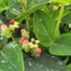 Hypericum inodorum - Dziurawiec bezwonny Miracle Attraction