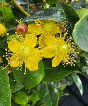 Alternative view of Hypericum inodorum - Dziurawiec bezwonny Miracle Marvel