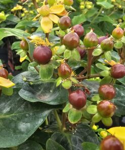Hypericum inodorum - Dziurawiec bezwonny Miracle Marvel