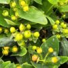 Hypericum inodorum - Dziurawiec bezwonny Pistache