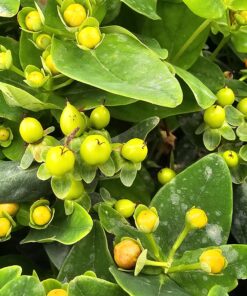 Hypericum inodorum - Dziurawiec bezwonny Pistache