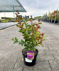 Lagerstroemia Indica - Lagerstroemia Indyjska "Bez Południa" Purple Star