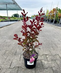Lagerstroemia Indica - Lagerstroemia Indyjska "Bez Południa" Rhapsody in Pink