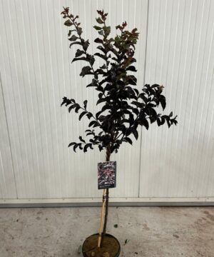 Alternative view of Lagerstroemia Indica - Lagerstroemia Indyjska Black Diamond Best Red na pniu