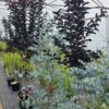 Lagerstroemia Indica - Lagerstroemia Indyjska Black Diamond Best Red na pniu 150-180 cm