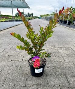 Lagerstroemia Indica - Lagerstroemia Indyjska "Bez Południa" Enduring Summer Red