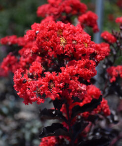 Lagerstroemia Indica - Lagerstroemia Indyjska Black Diamond Best Red na pniu