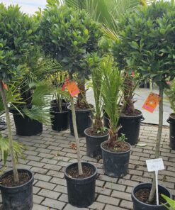 Laurus nobilis - Wawrzyn szlachetny na Pniu