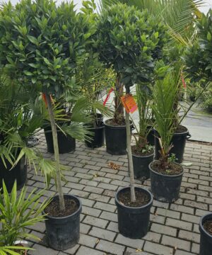 Alternative view of Laurus nobilis - Wawrzyn szlachetny na Pniu